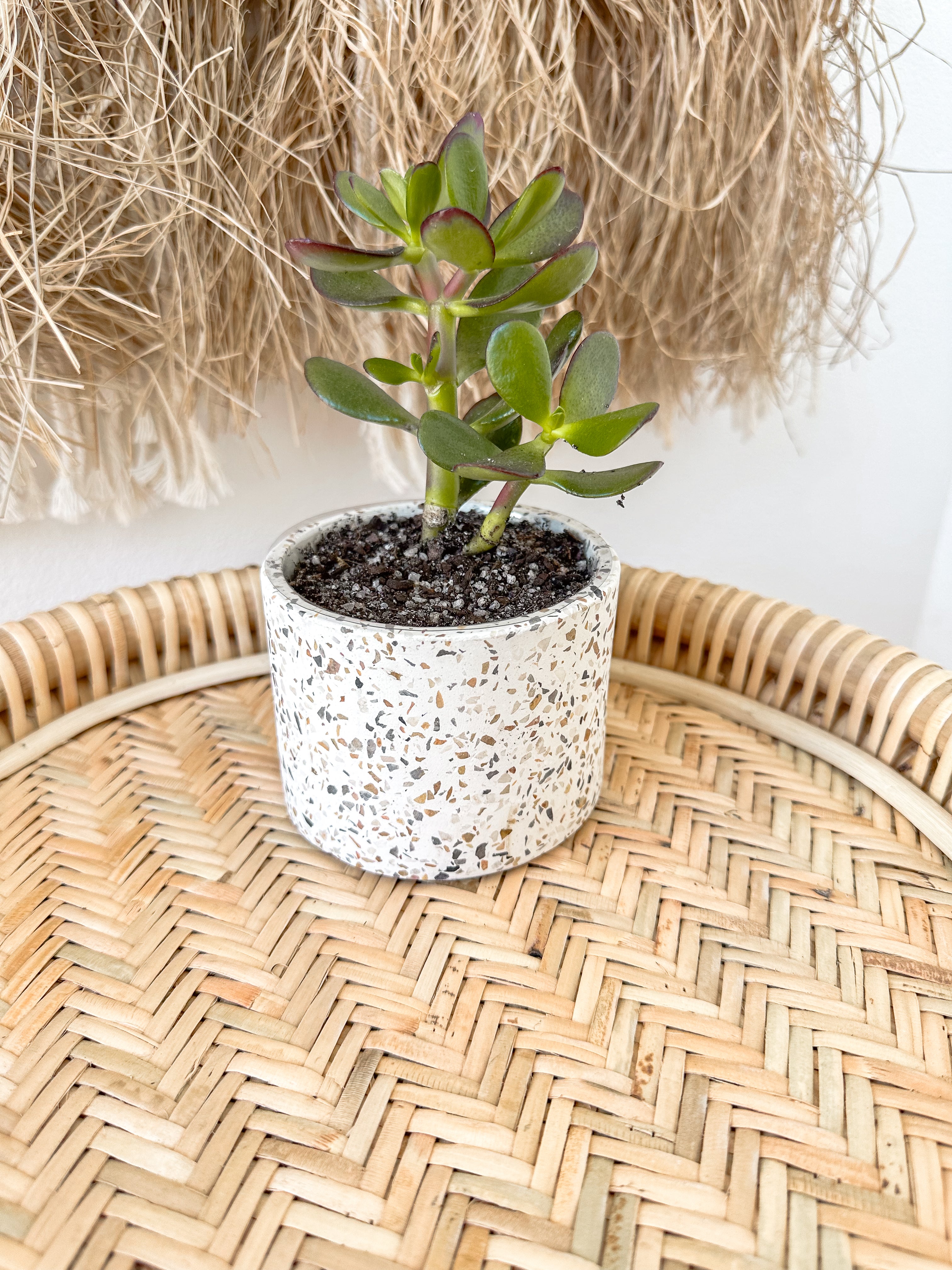 Ravenna Terrazzo Pot | 8cm