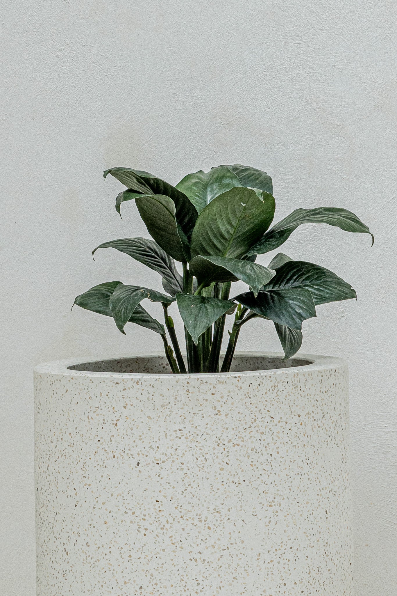 Tall Terrazzo Pot | 70cm